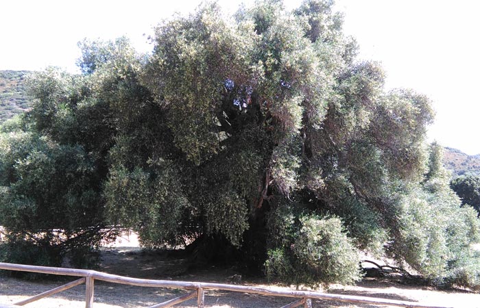 The millenarian wild olive trees of Luras